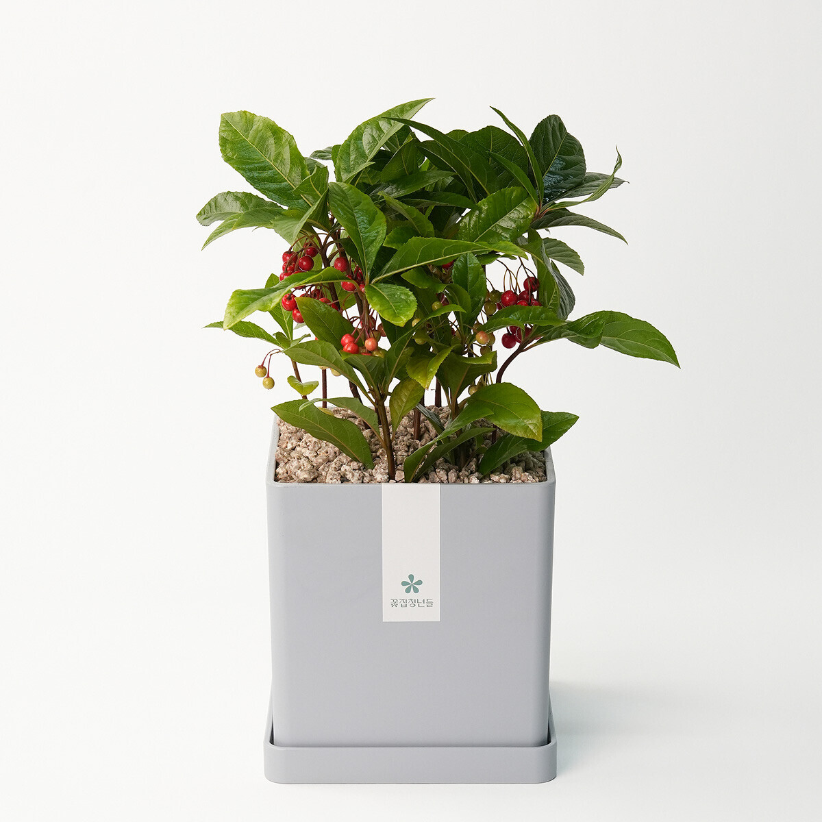 천냥금(백량금) 모던라인