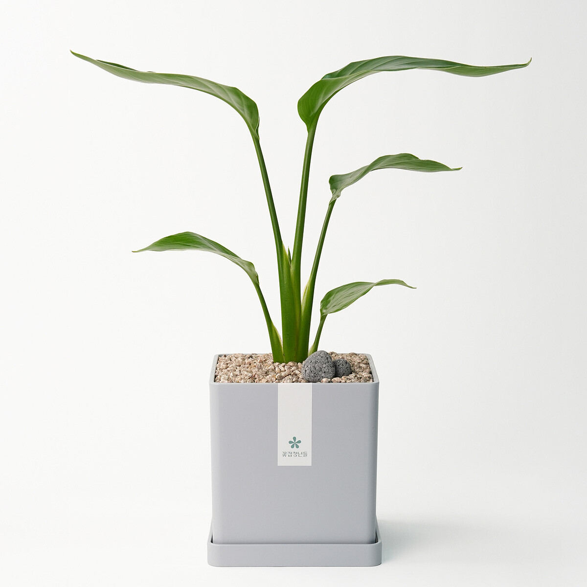 꽃집청년들,극락조 모던라인 미니(서울한정)