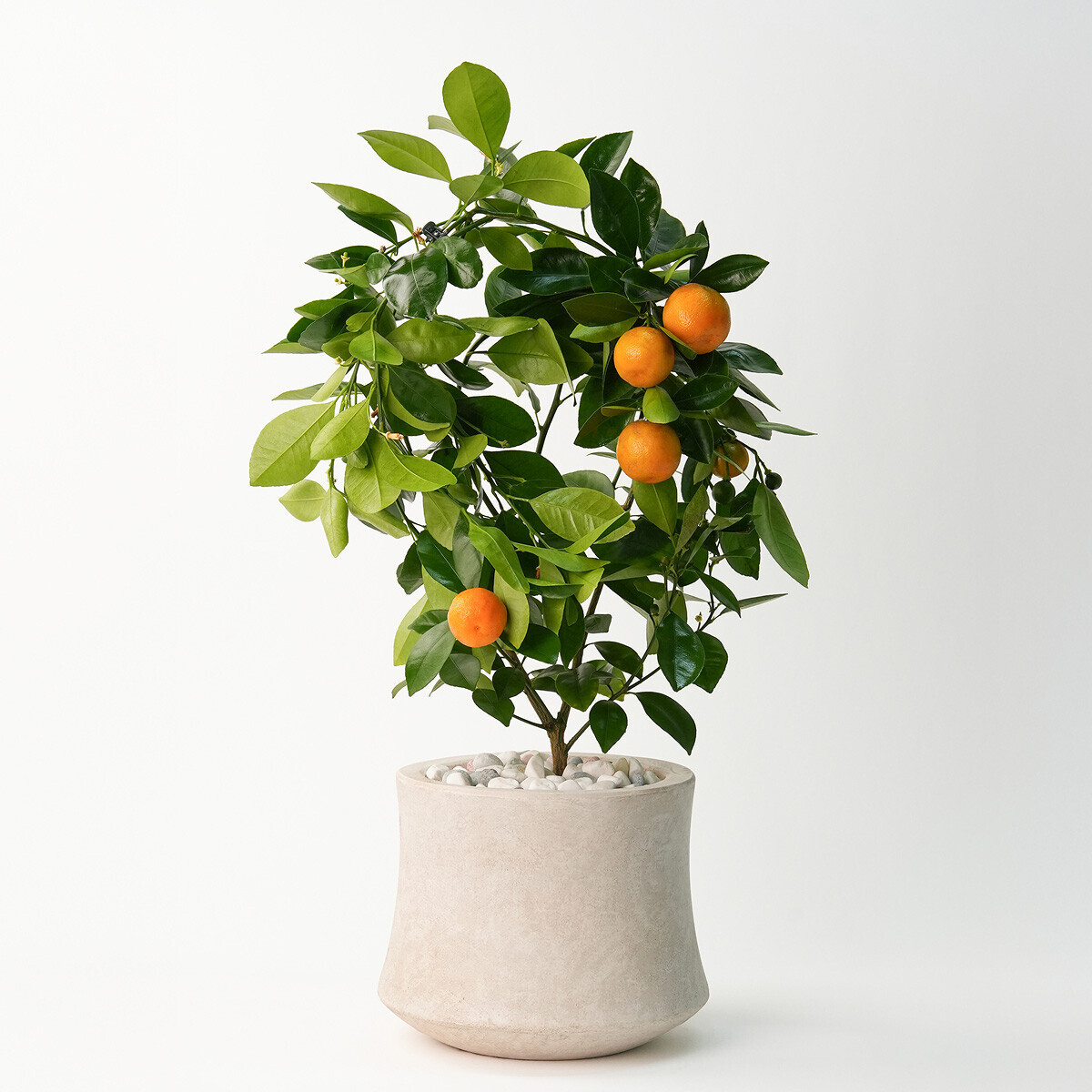 라임오렌지(서울한정)