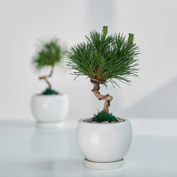 꽃집청년들,미니 소나무 분재_화이트