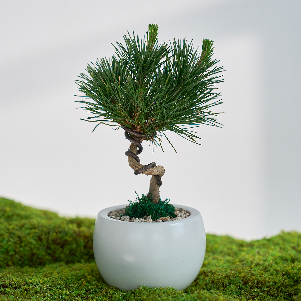 미니 소나무 분재_화이트
