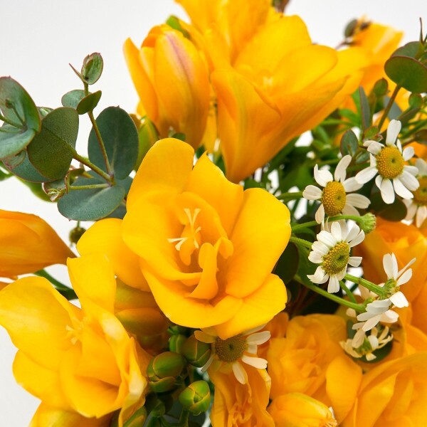 꽃집청년들,MIX 프리지아