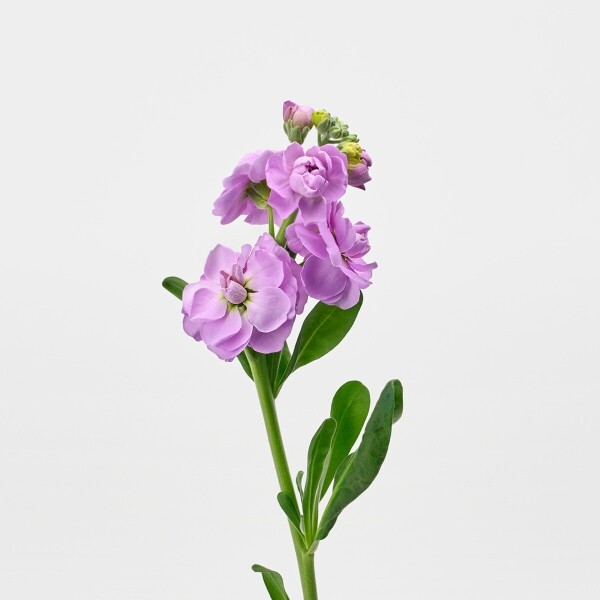 꽃집청년들,스토크 라벤더 3대