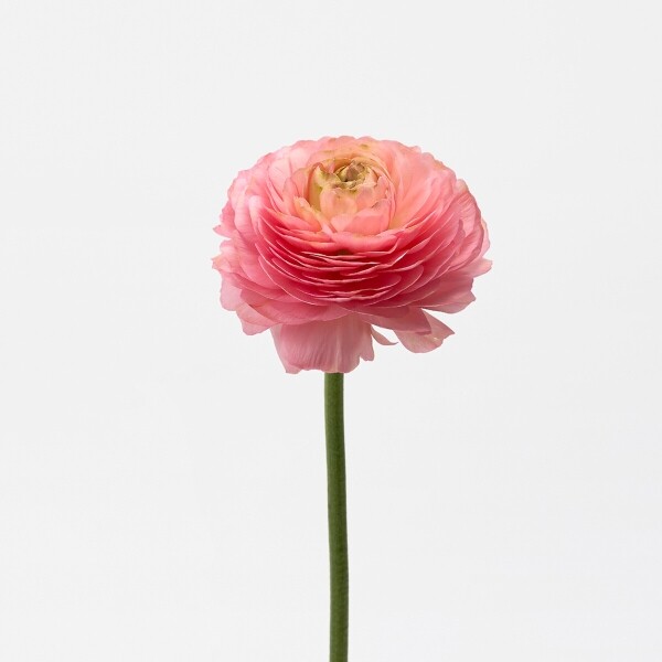 꽃집청년들,라넌큘러스 핑크 5대