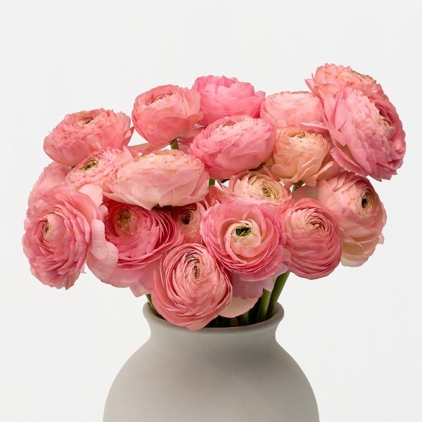 꽃집청년들,라넌큘러스 핑크 5대