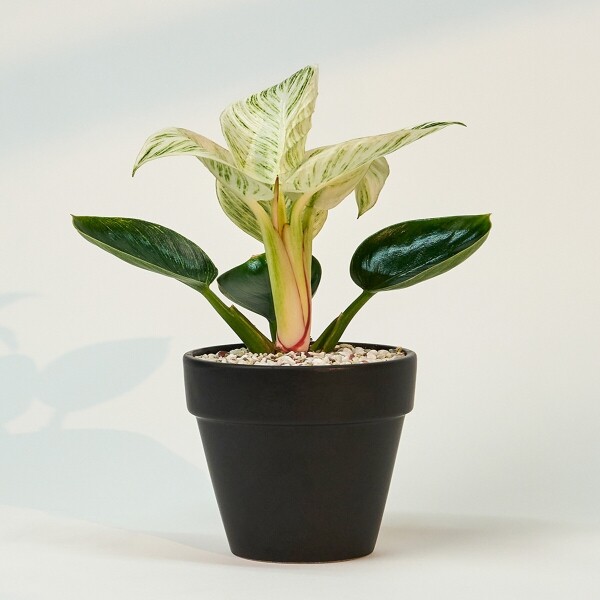 꽃집청년들,미니 버킨 콩고 블랙