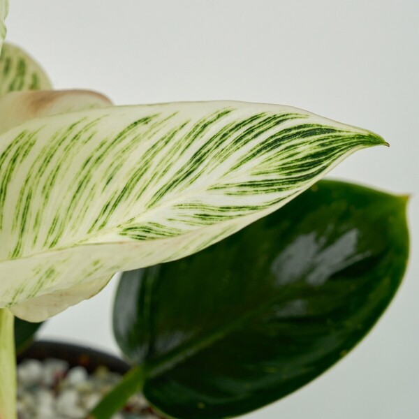 꽃집청년들,미니 버킨 콩고 블랙