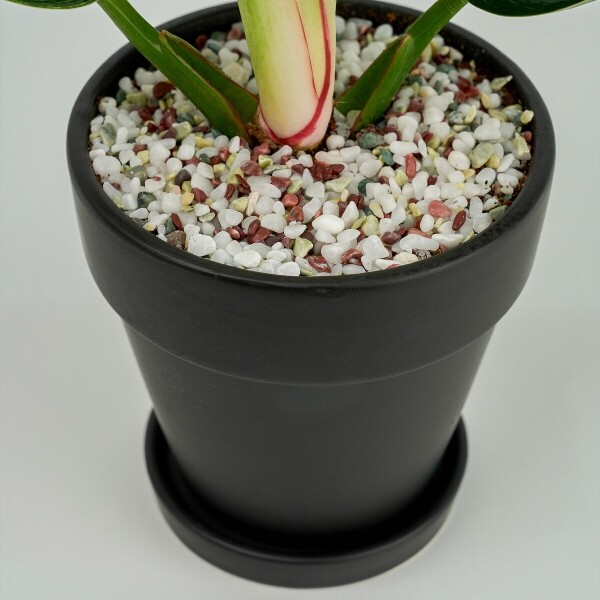 꽃집청년들,미니 버킨 콩고 블랙