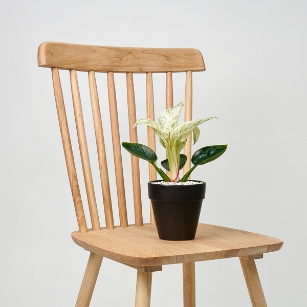 꽃집청년들,미니 버킨 콩고 블랙