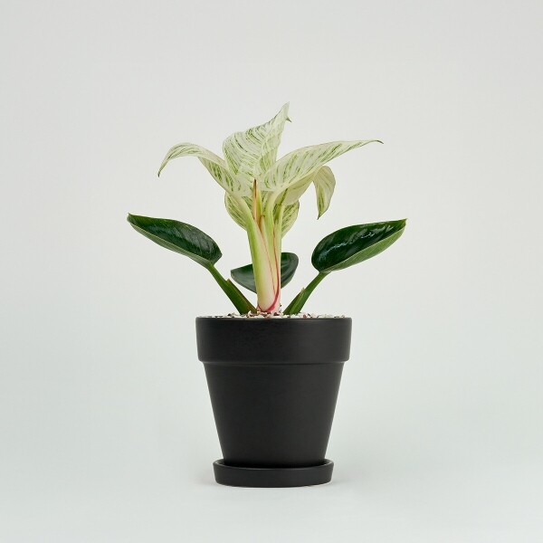 꽃집청년들,미니 버킨 콩고 블랙