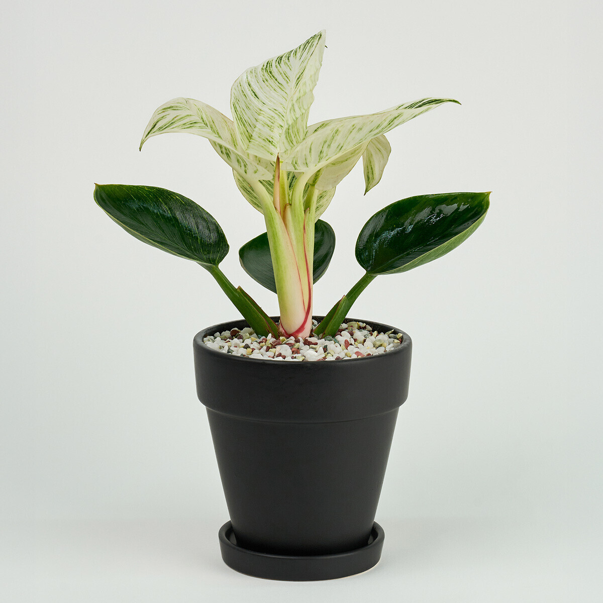 미니 버킨 콩고 블랙