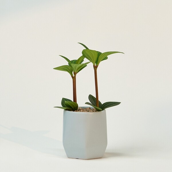 꽃집청년들,미니 홀리아페페