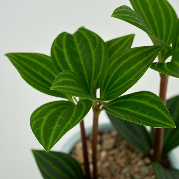 꽃집청년들,미니 홀리아페페