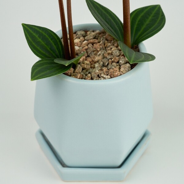 꽃집청년들,미니 홀리아페페