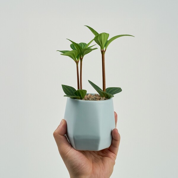 꽃집청년들,미니 홀리아페페