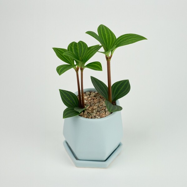 꽃집청년들,미니 홀리아페페