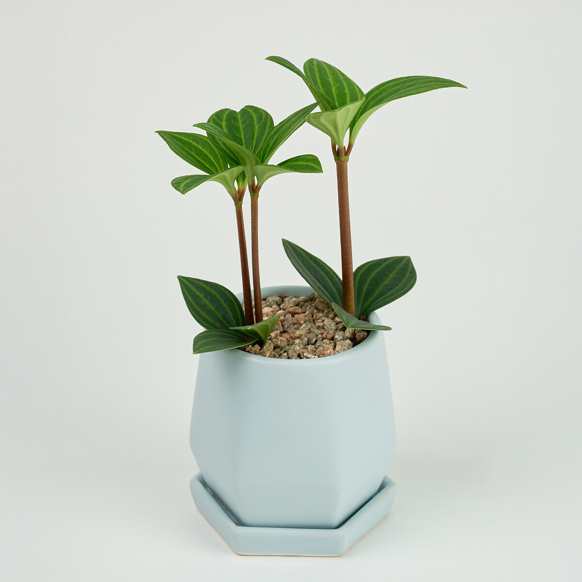 꽃집청년들,미니 홀리아페페