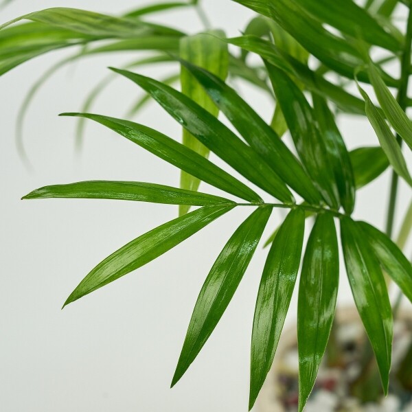 꽃집청년들,미니 테이블야자 테라조