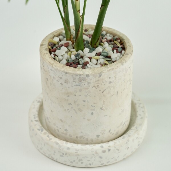 꽃집청년들,미니 테이블야자 테라조