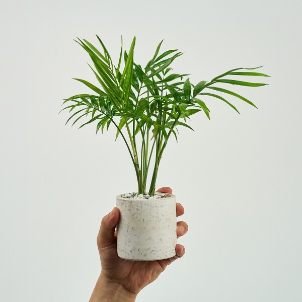 꽃집청년들,미니 테이블야자 테라조