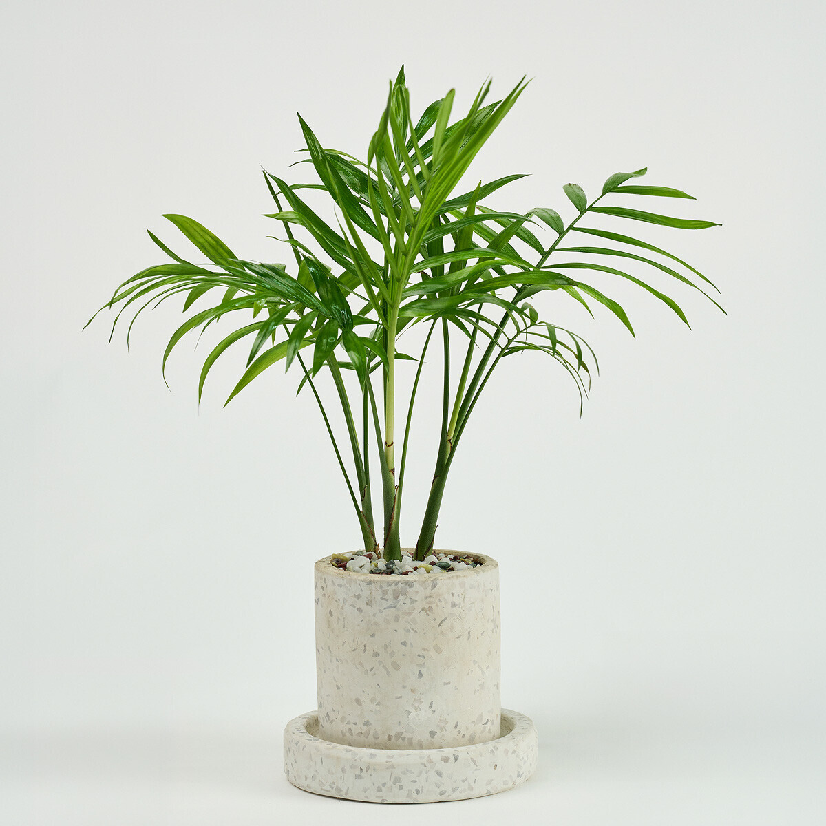 미니 테이블야자 테라조