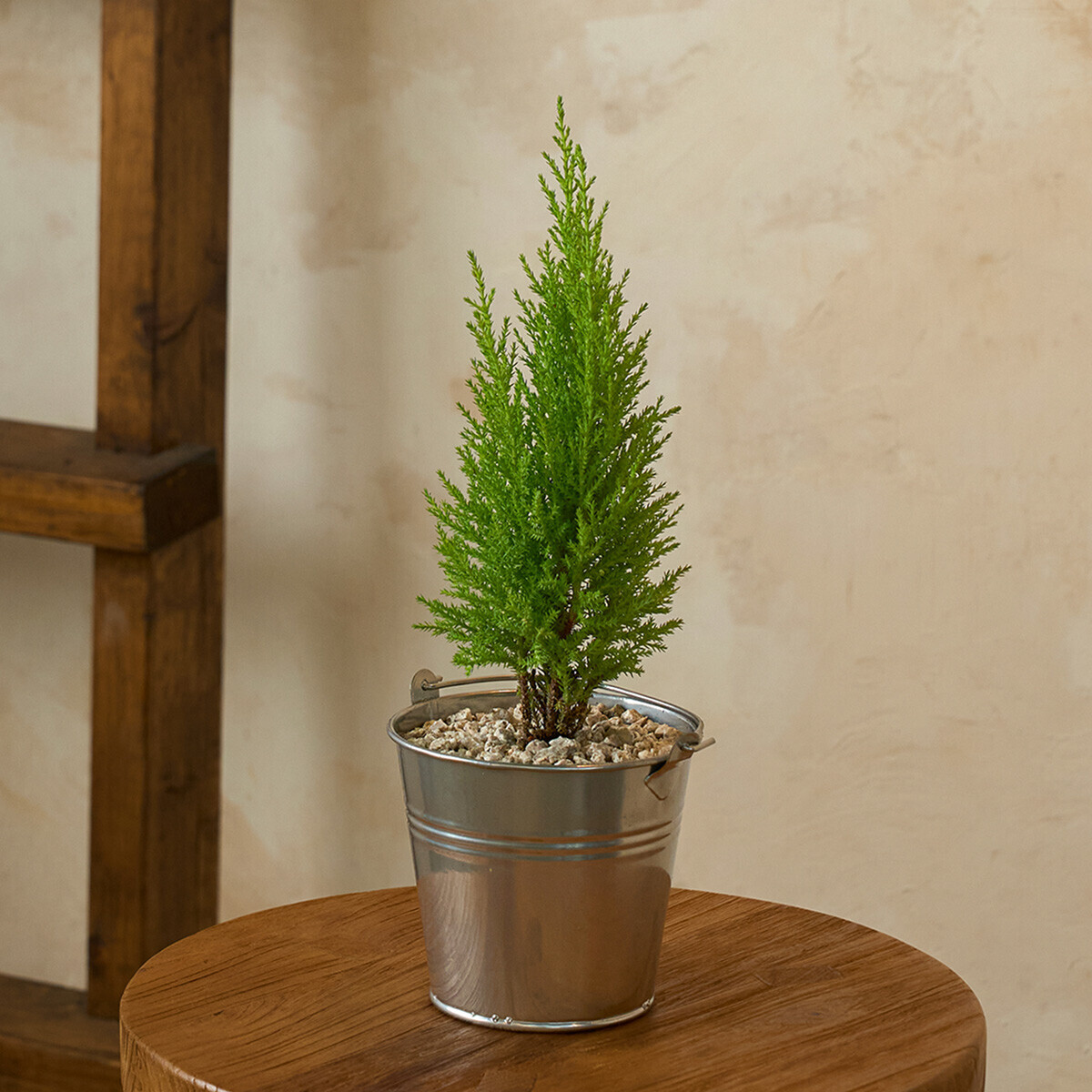 꽃집청년들,미니 율마 양동이 화분