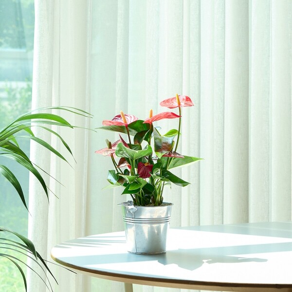 꽃집청년들,미니 안시리움 양동이 화분