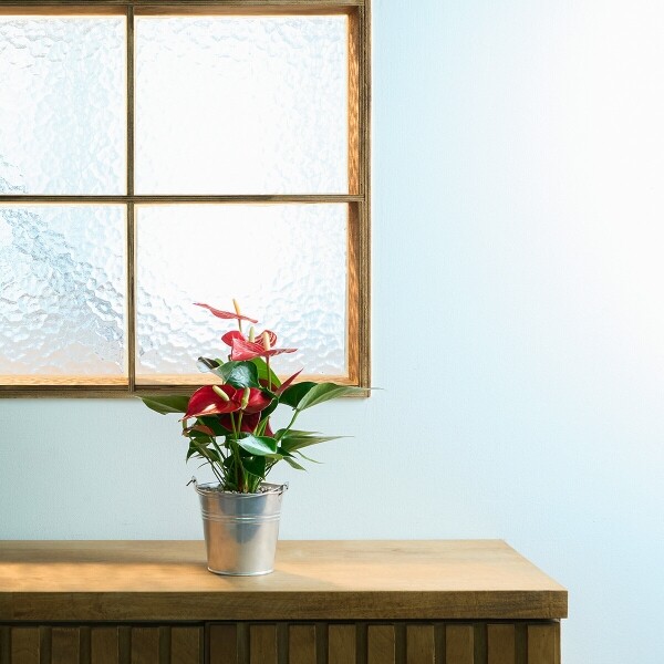 꽃집청년들,미니 안시리움 양동이 화분