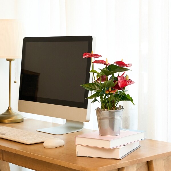 꽃집청년들,미니 안시리움 양동이 화분