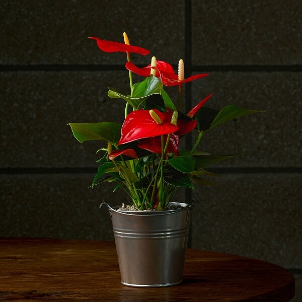 꽃집청년들,미니 안시리움 양동이 화분