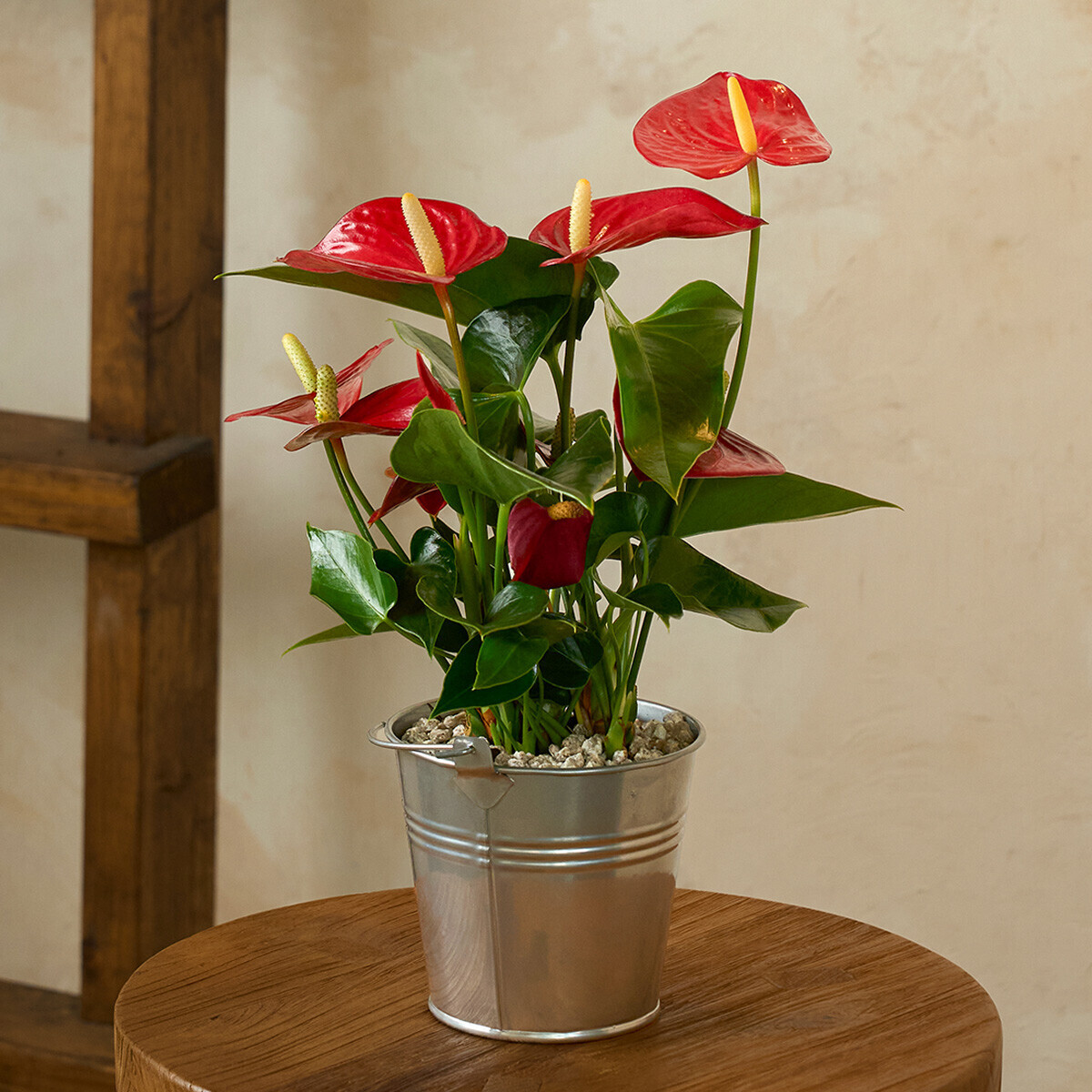 꽃집청년들,미니 안시리움 양동이 화분