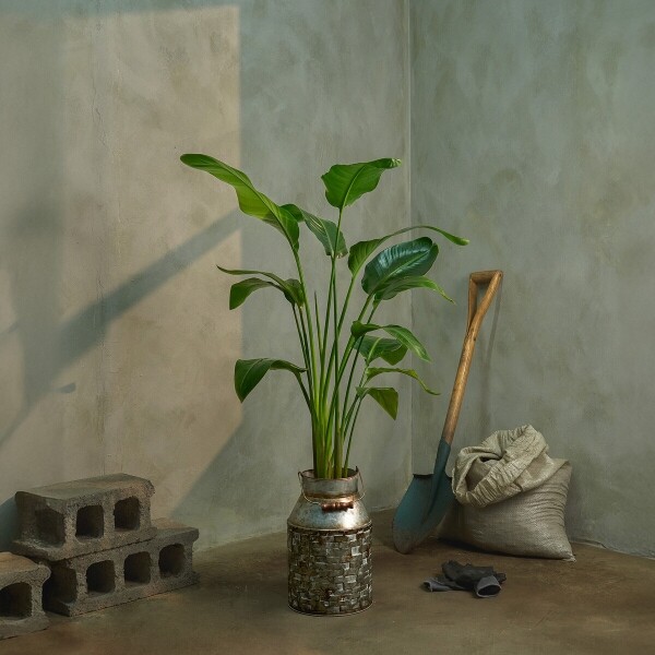 꽃집청년들,극락조 양동이 화분(서울한정)