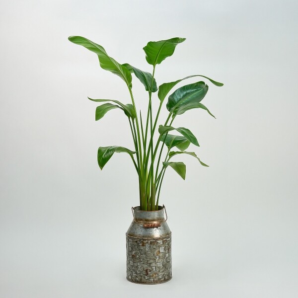 꽃집청년들,극락조 양동이 화분(서울한정)