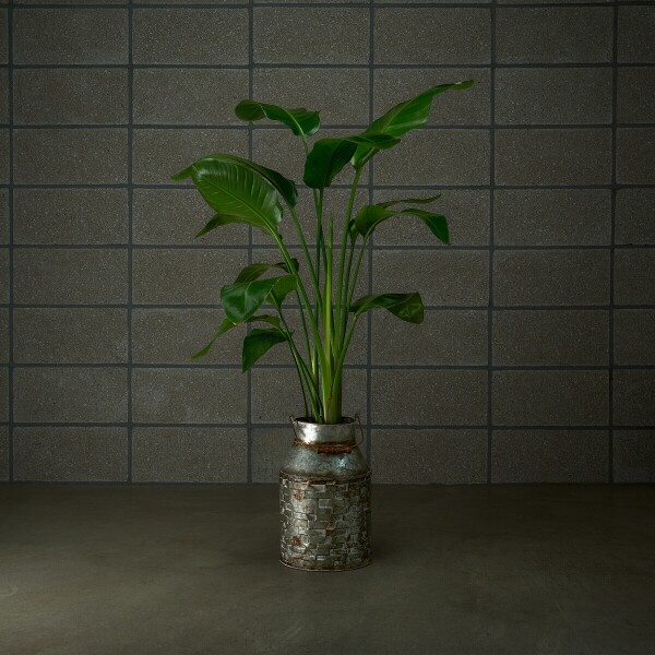 꽃집청년들,극락조 양동이 화분(서울한정)