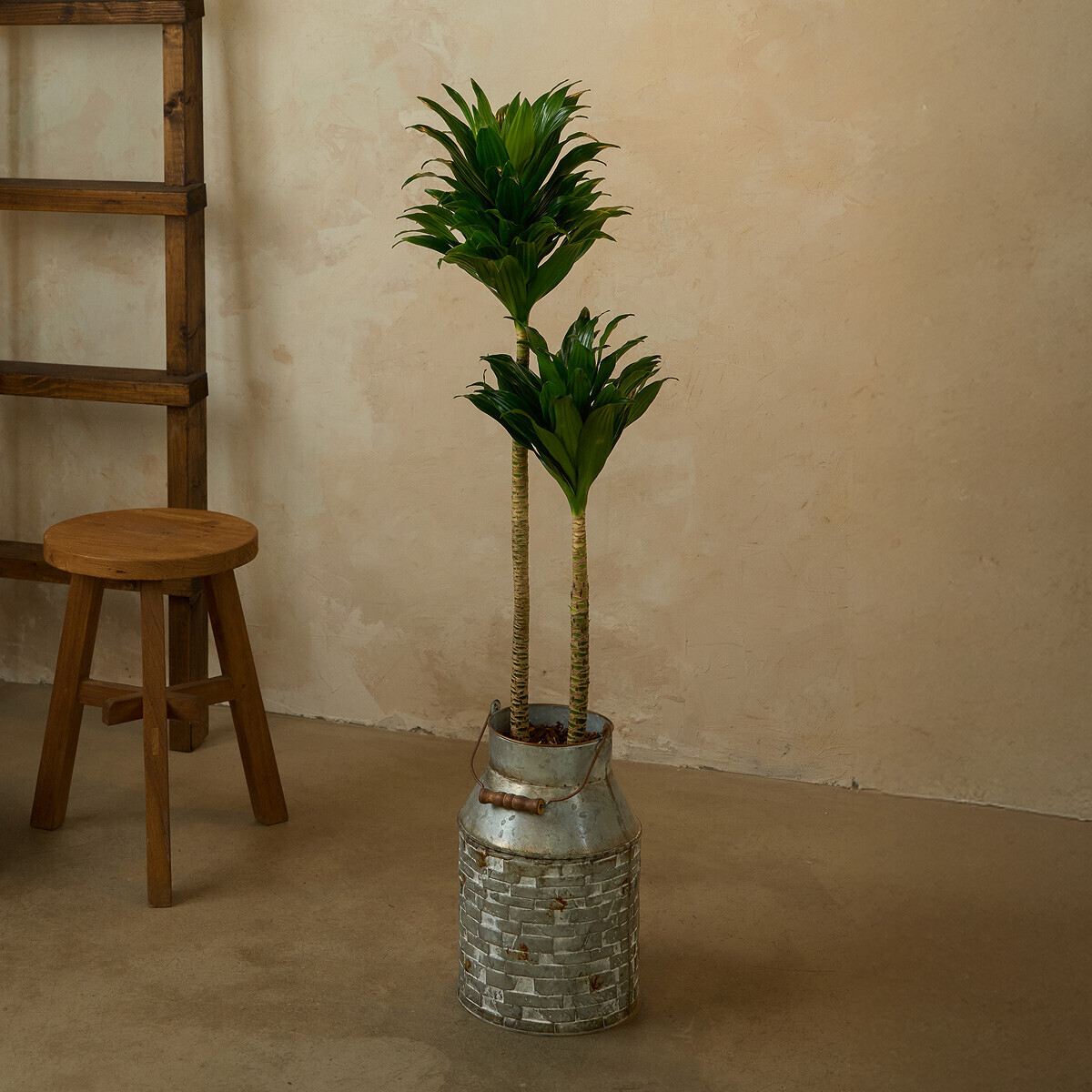 콤팩타 양동이 화분(서울한정)