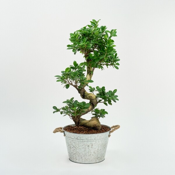 꽃집청년들,가지마루 양동이 화분(서울한정)