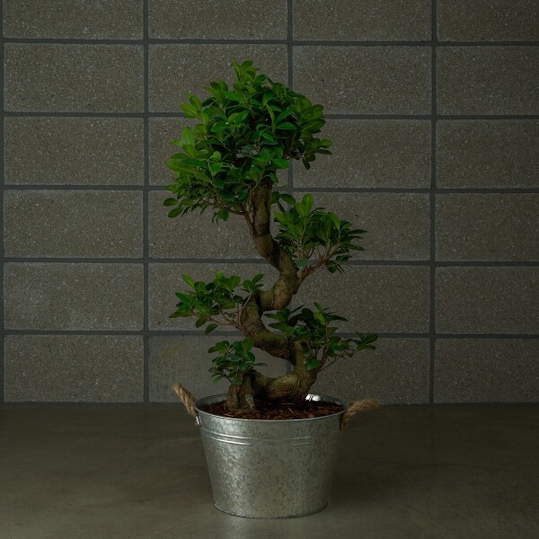 꽃집청년들,가지마루 양동이 화분(서울한정)