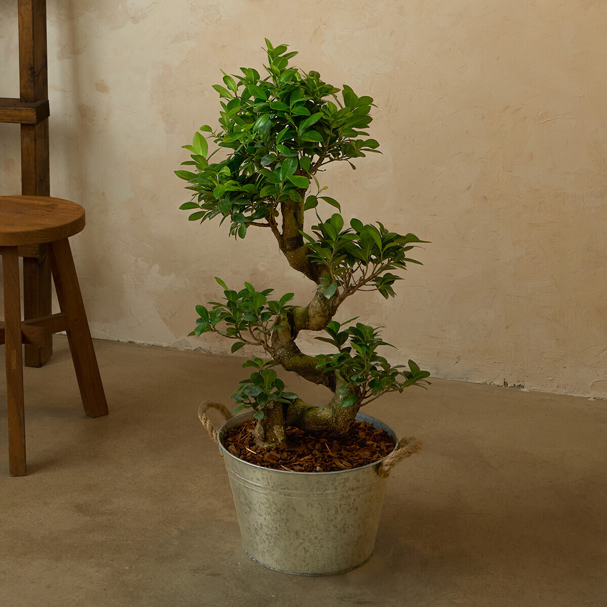 꽃집청년들,가지마루 양동이 화분(서울한정)