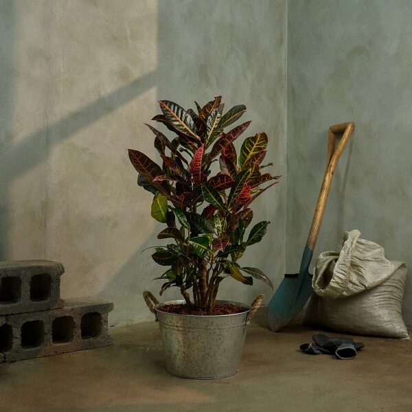 꽃집청년들,크로톤 양동이 화분(서울한정)