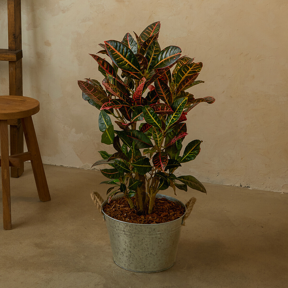 꽃집청년들,크로톤 양동이 화분(서울한정)