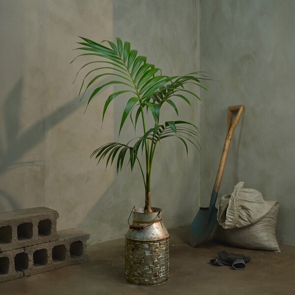 꽃집청년들,겐차야자 양동이 화분(서울한정)