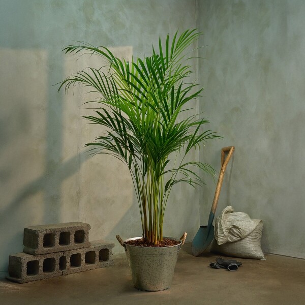 꽃집청년들,아레카야자 양동이 화분(서울한정)