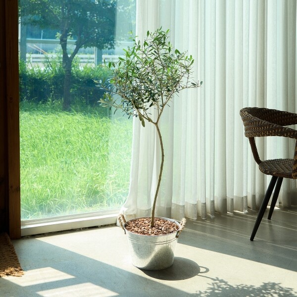 꽃집청년들,올리브 양동이 화분(서울한정)