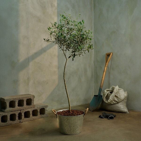 꽃집청년들,올리브 양동이 화분(서울한정)