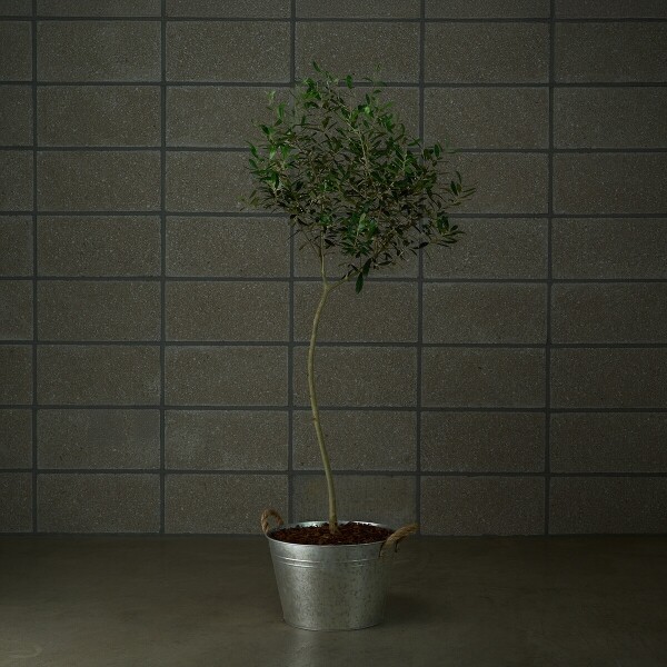 꽃집청년들,올리브 양동이 화분(서울한정)