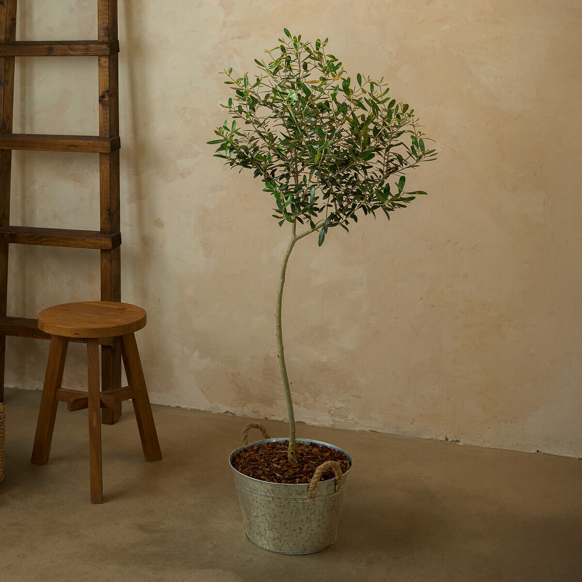 꽃집청년들,올리브 양동이 화분(서울한정)