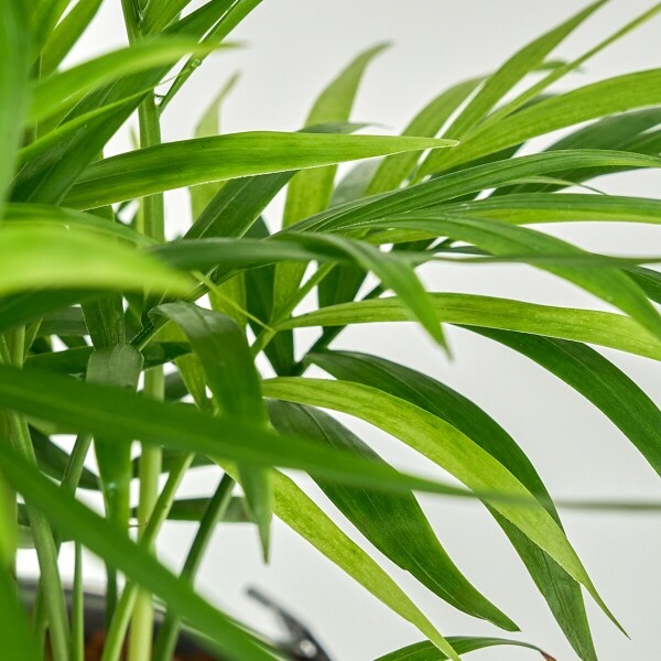 꽃집청년들,미니 테이블야자 양동이 화분