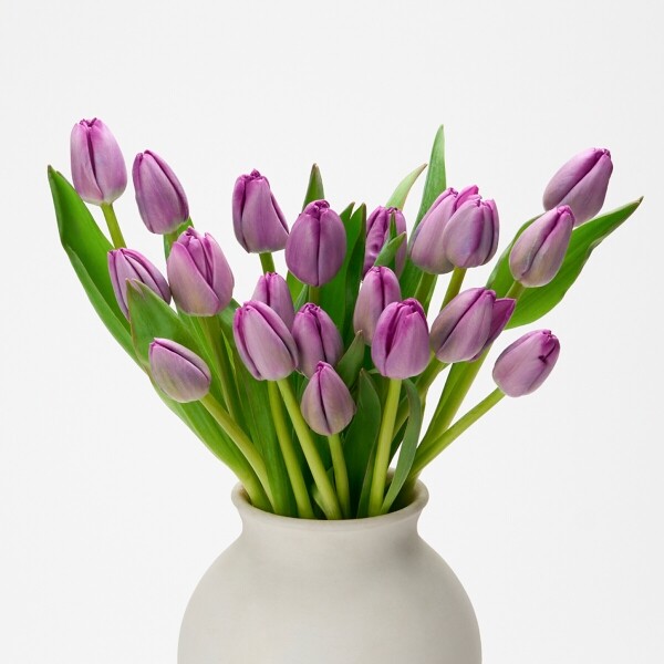 꽃집청년들,보라 튤립 5대