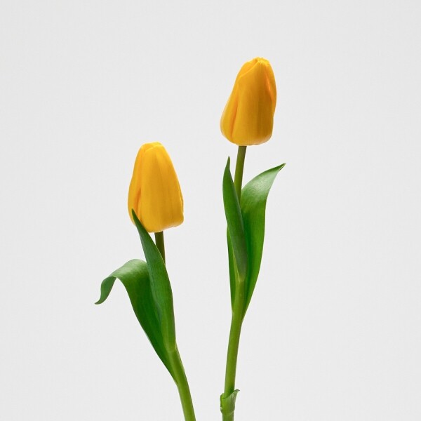 꽃집청년들,옐로우 튤립 5대
