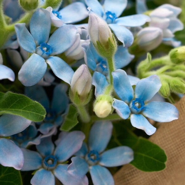 꽃집청년들,마이 유스, 리멤버